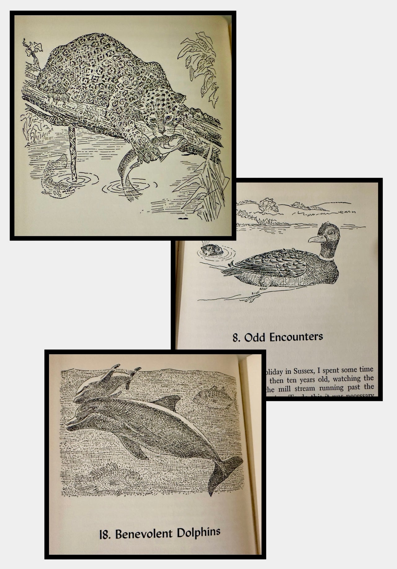 Animal Legends by Maurice Burton - drawings by George T. Hartmann
