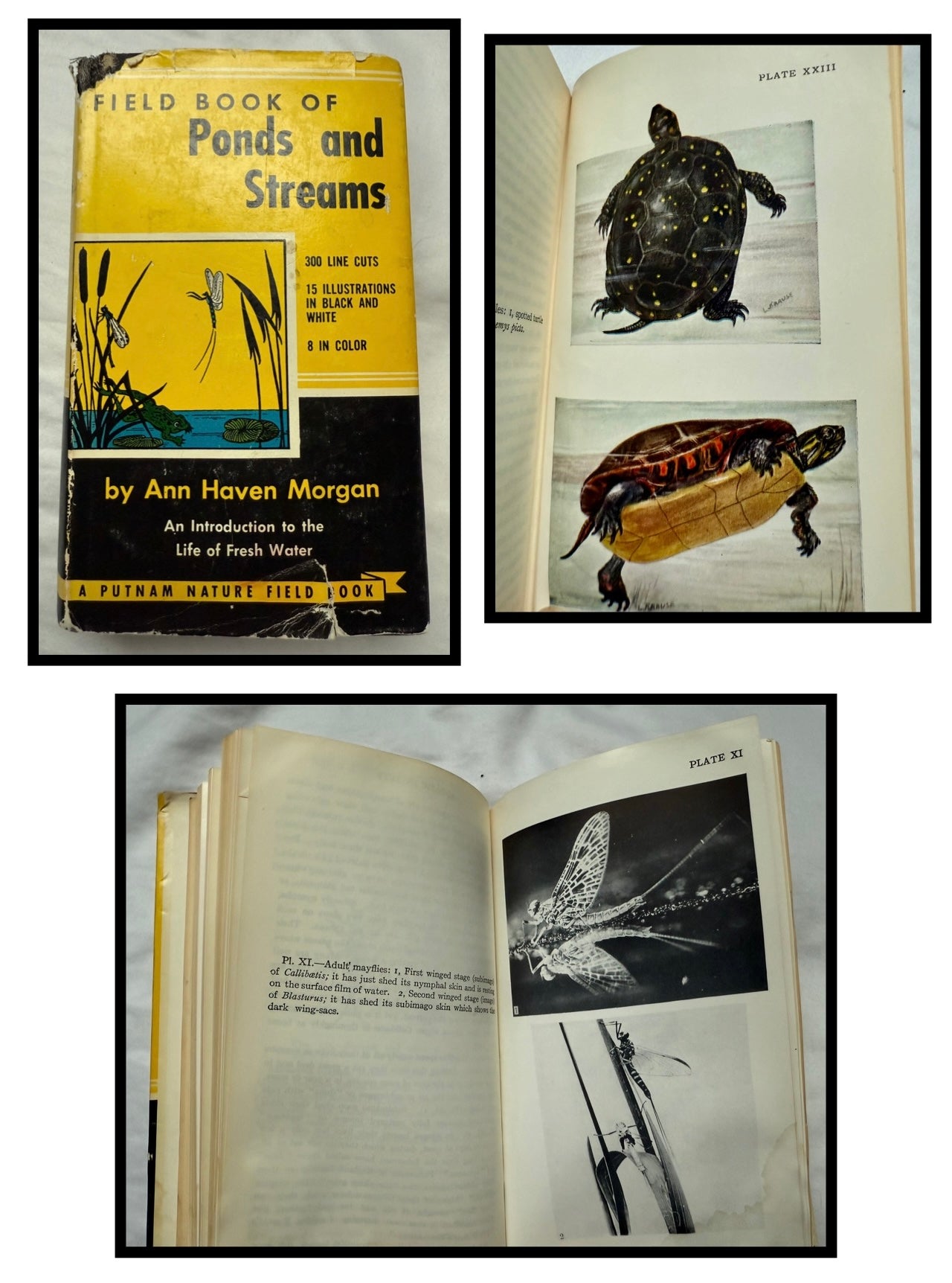 Field Book of Ponds and Streams by Ann Haven Morgan