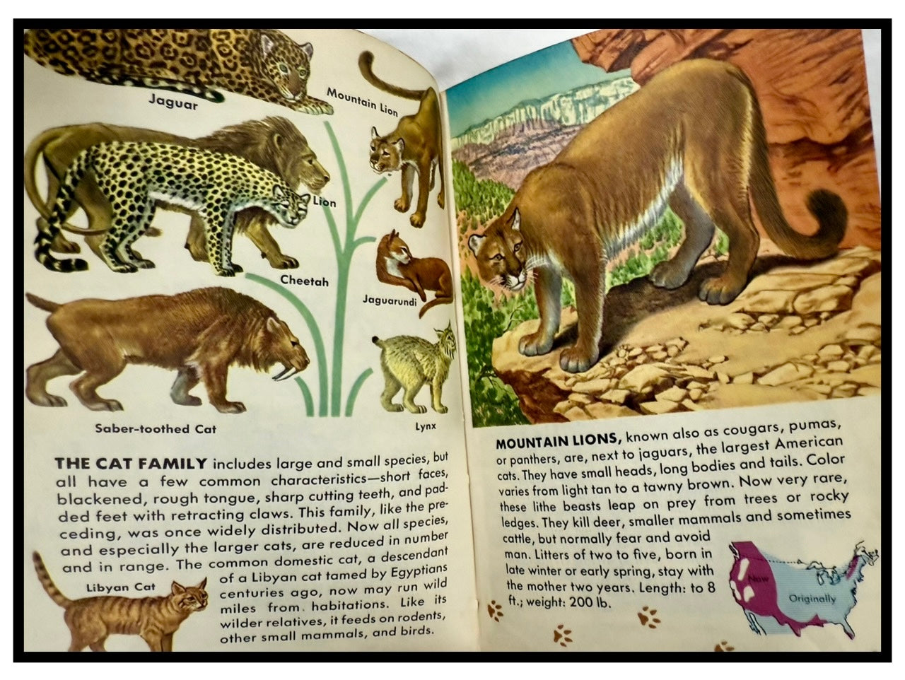 Mammals: A Guide to Familiar American Species
