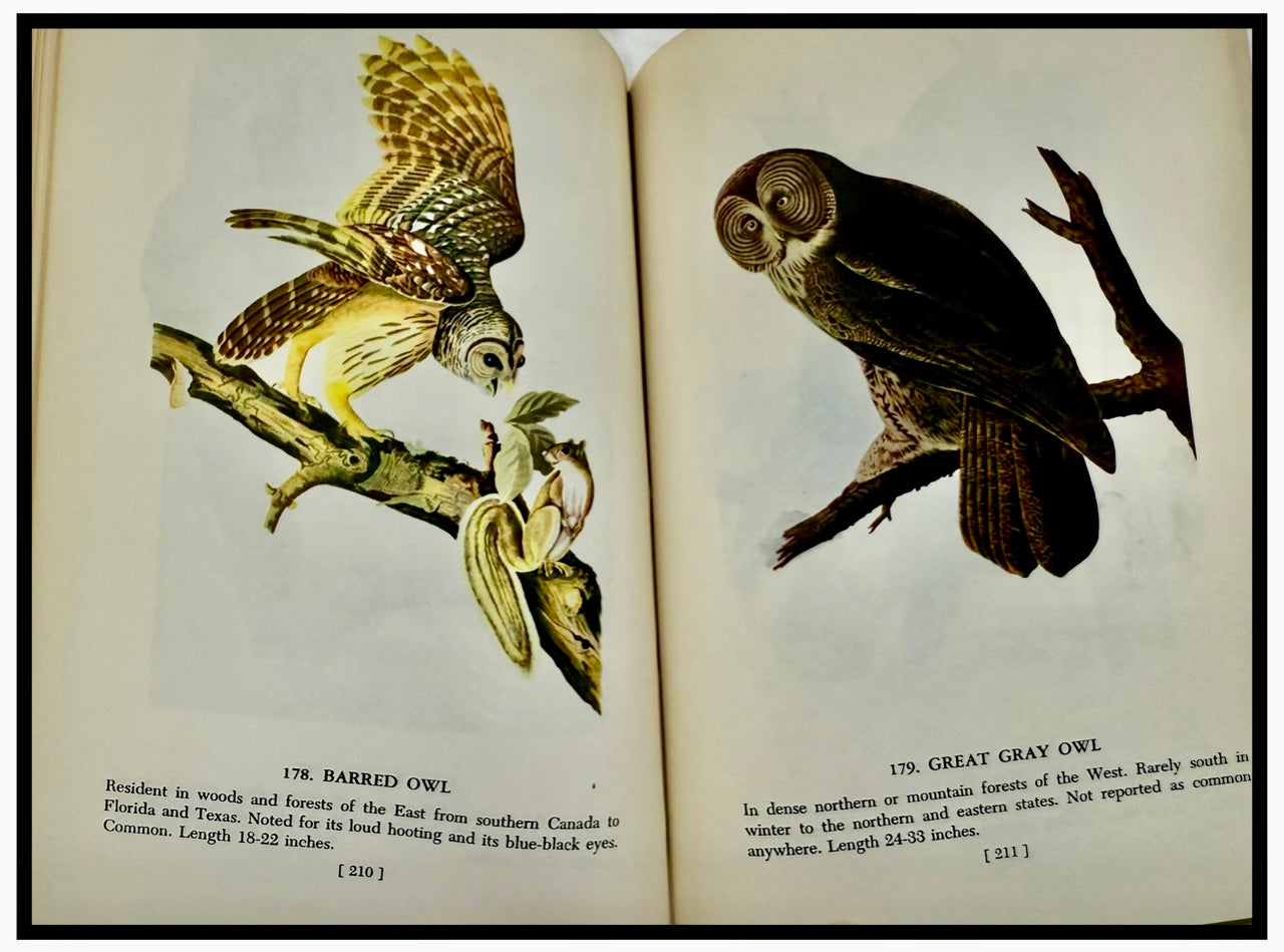 Audubon’s Birds of America